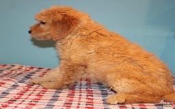  dogs for sale: Mini Goldendoodle 5 puppies - Image 23