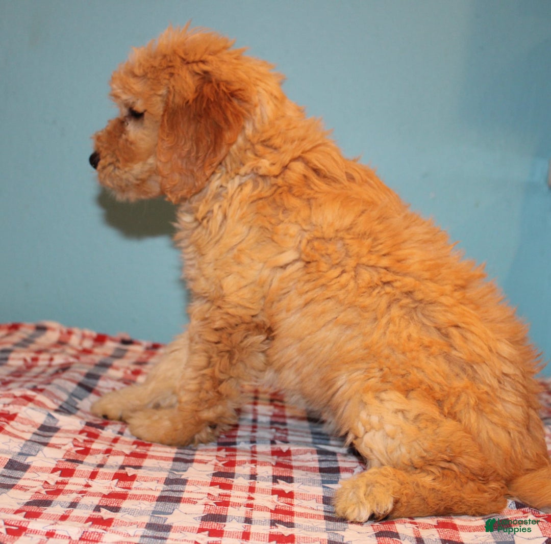  dogs for sale: Mini Goldendoodle 5 puppies - Image 23