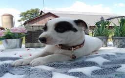 Jack Russell Terrier dogs for sale: Buster - Image 2