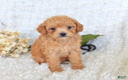 Toy Poodle dogs for sale: Bodhi - Image 2