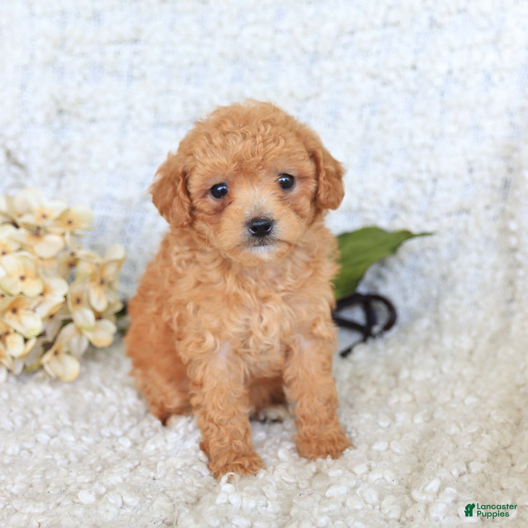 Toy Poodle dogs for sale: Bodhi - Image 2