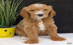 Goldendoodle dogs for sale: Parker - Image 11
