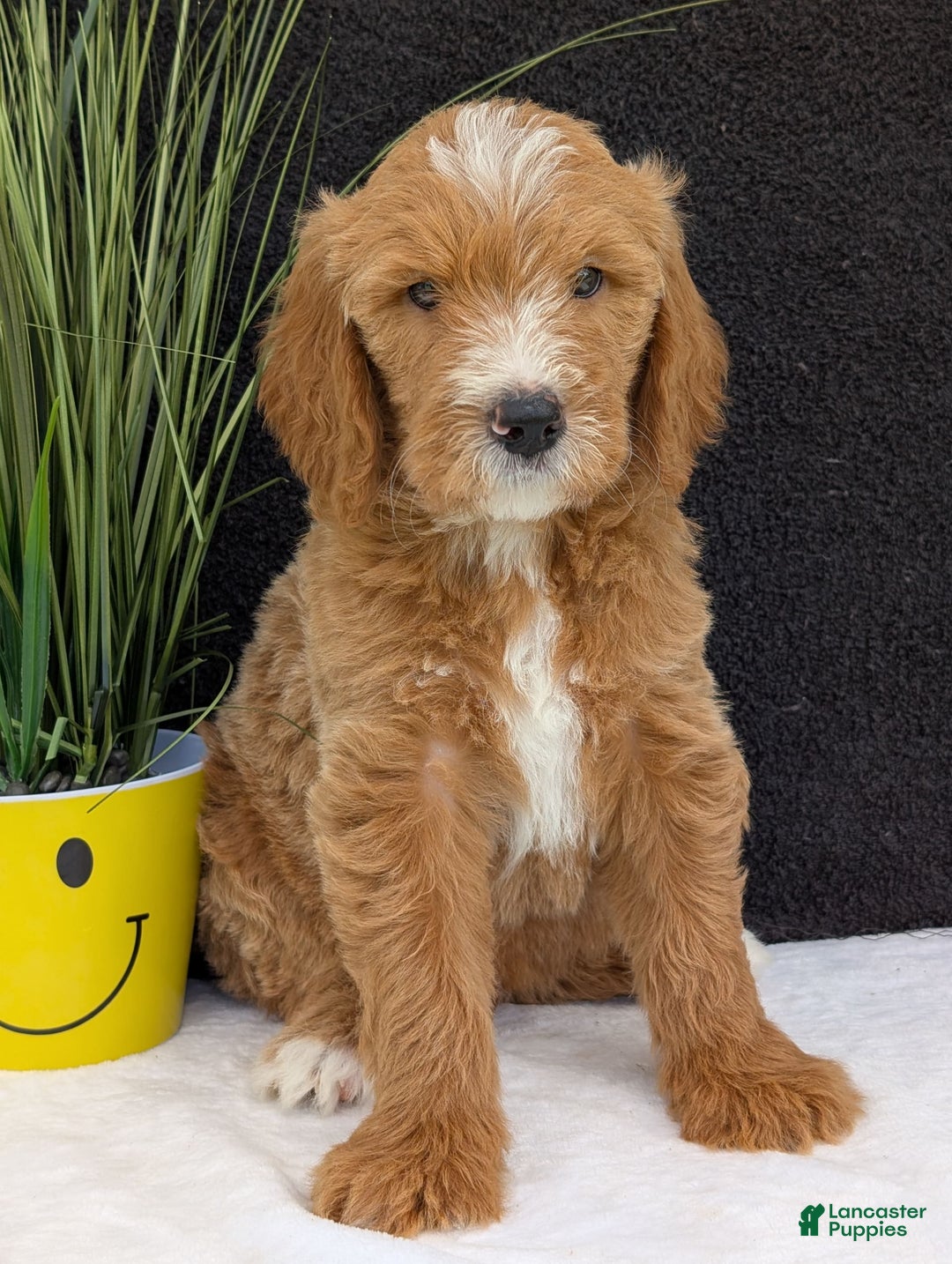 Goldendoodle dogs for sale: Parker - Image 11