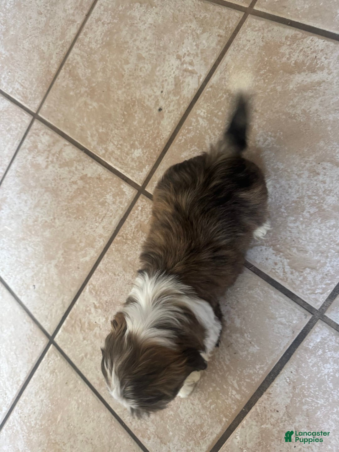 Shih Tzu dogs for sale: Shiloh - Image 3