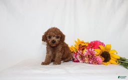 Mini Goldendoodle dogs for sale: Bryssa - Image 1
