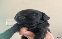 Mini Goldendoodle dogs for sale: Males Litter 2 - Image 28