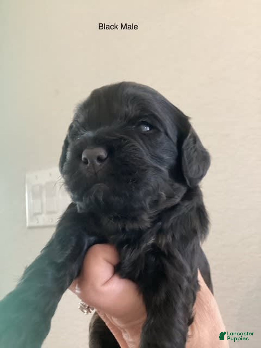 Mini Goldendoodle dogs for sale: Males Litter 2 - Image 28