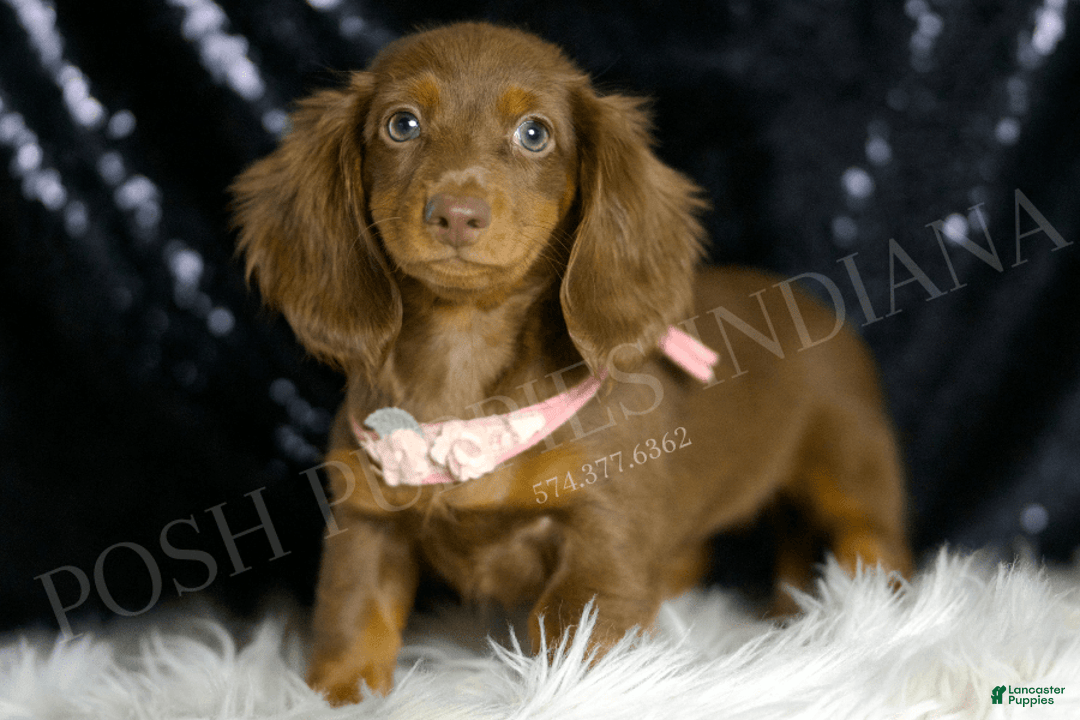 Miniature Dachshund dogs for sale: Mandy - Image 2