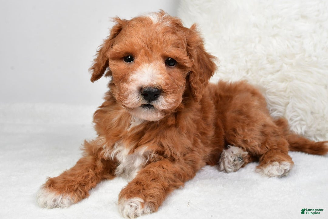  dogs for sale: Justin - Image 5
