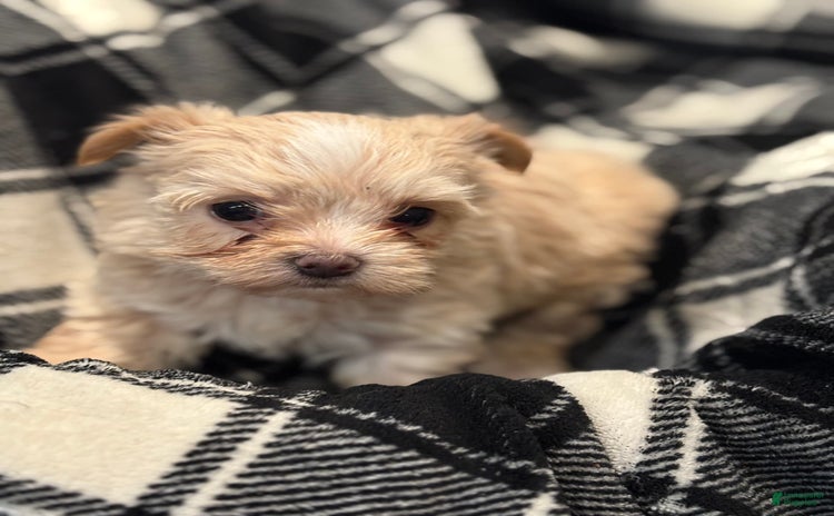 Morkie dogs for sale - Ad 2