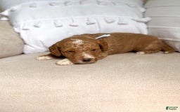 Mini Goldendoodle dogs for sale: Reef - Image 2