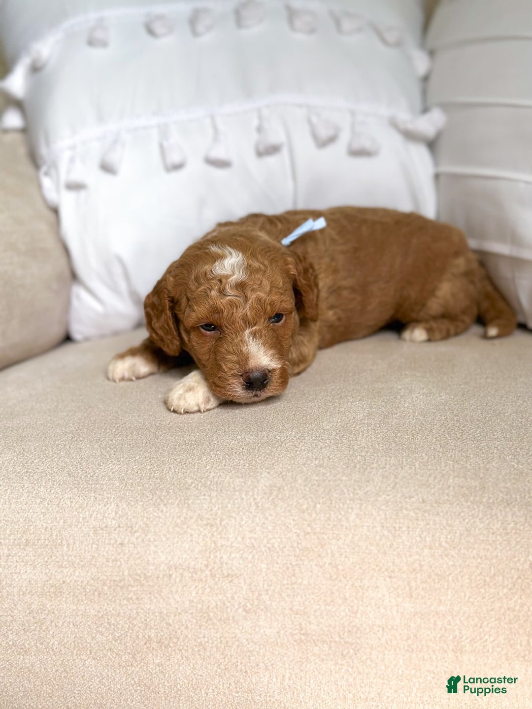 Mini Goldendoodle dogs for sale: Reef - Image 2