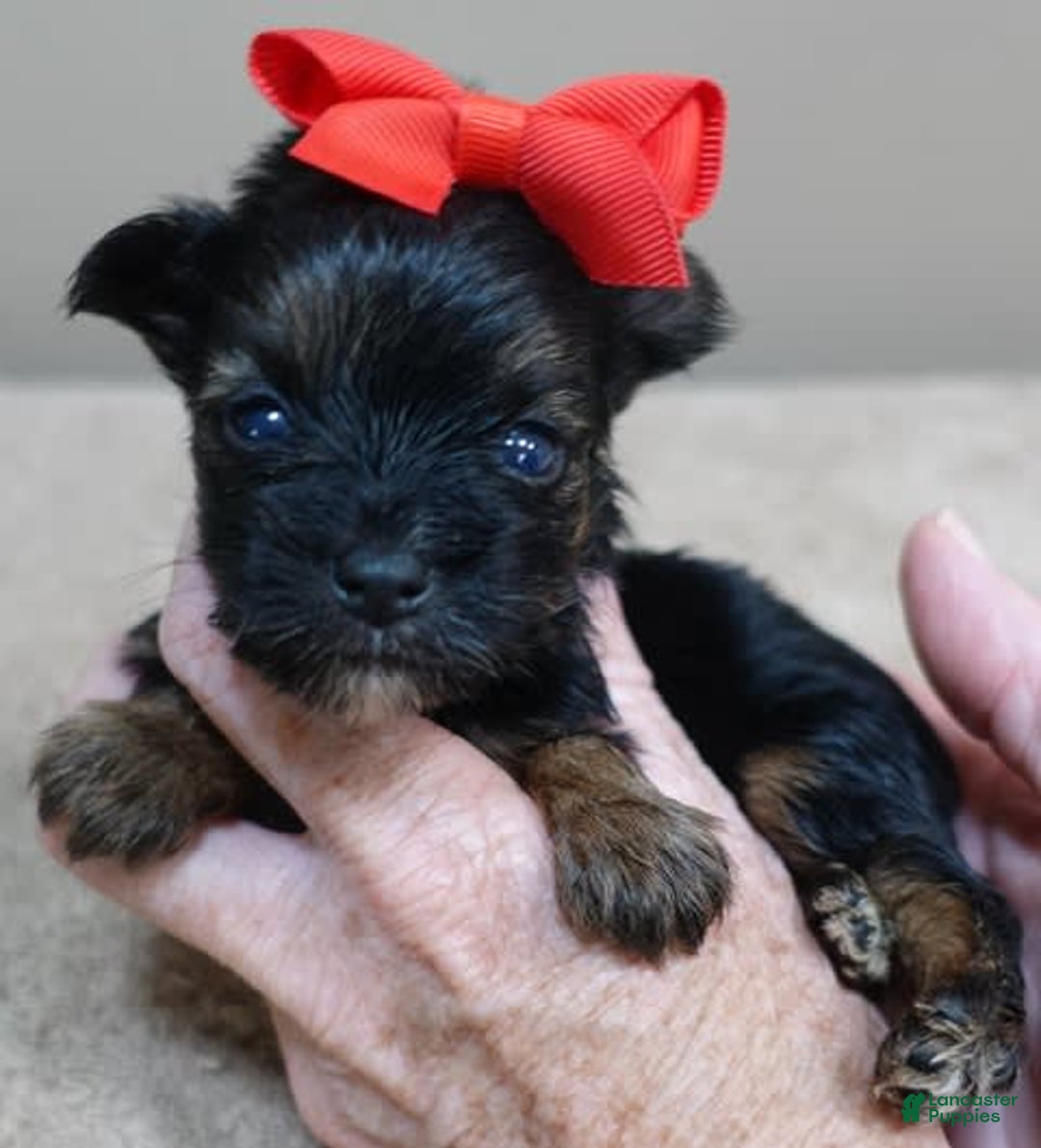 Yorkshire Terrier dogs for sale: Kai - Image 15