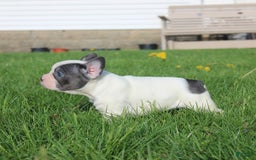 French Bulldog dogs for sale: Stiles - Image 12
