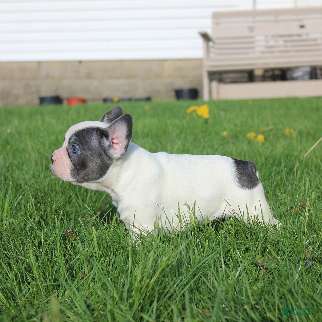 French Bulldog dogs for sale: Stiles - Image 12