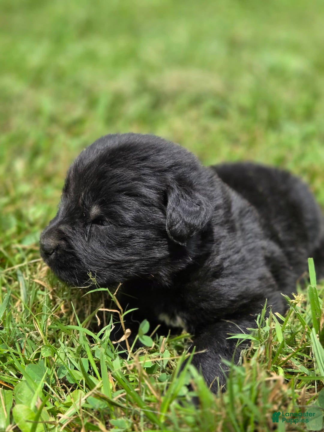 Newfoundland dogs for sale: Pixie - Image 6