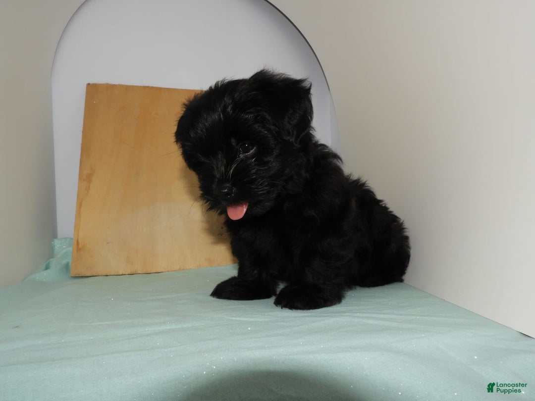 Yorkshire Terrier dogs for sale: Zuri - Image 6