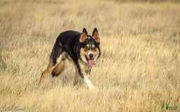 Border Collie dogs for sale: Colt - Image 5