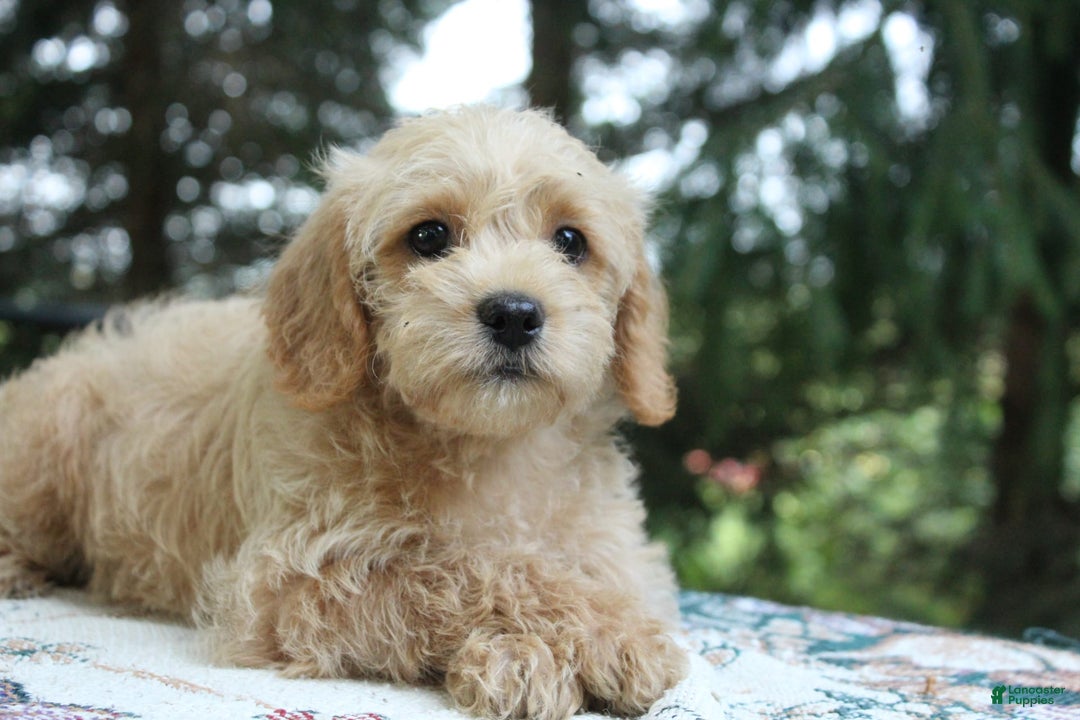 Miniature Poodle dogs for sale: Caramel - Image 3