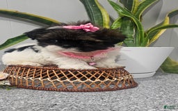 Shih Tzu dogs for sale: Tiny Tiff ❤️ - Image 4