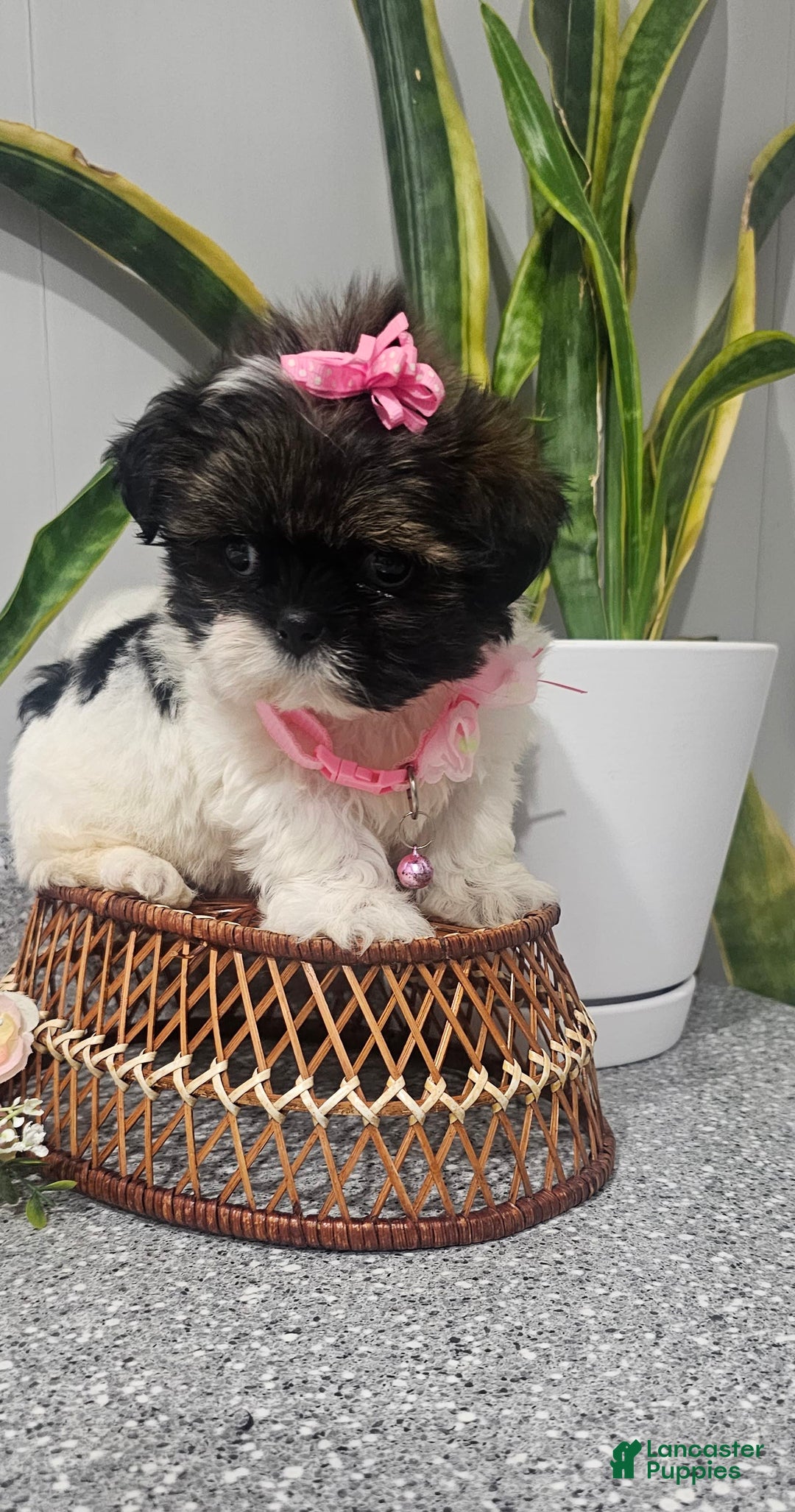 Shih Tzu dogs for sale: Tiny Tiff ❤️ - Image 4