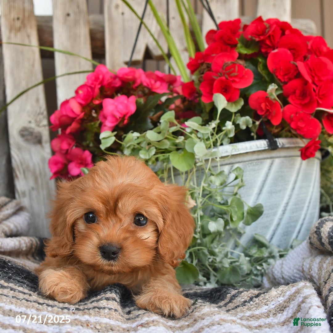 Cavapoo dogs for sale: Dixie - Image 5
