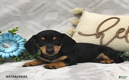 Miniature Dachshund dogs for sale: Denver - Image 4