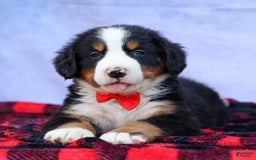 Bernese Mountain Dog dogs for sale: Sage - Image 9