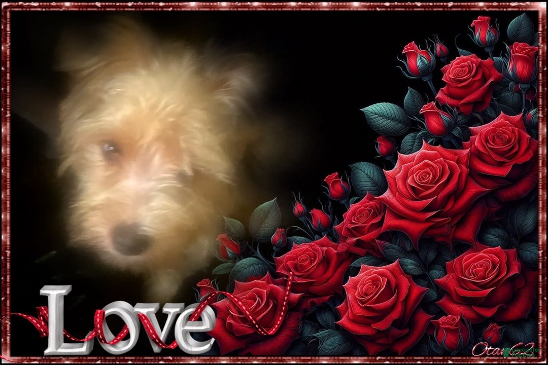 Yorkshire Terrier dogs for sale: Enoch - Image 2