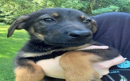 German Shepherd dogs for sale: Loki - Image 9