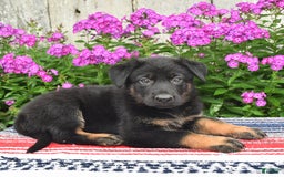 German Shepherd dogs for sale: Ozzy - Image 1