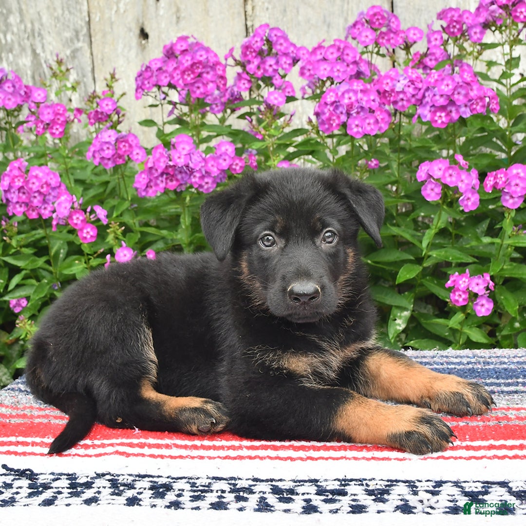 German Shepherd dogs for sale: Ozzy - Image 1