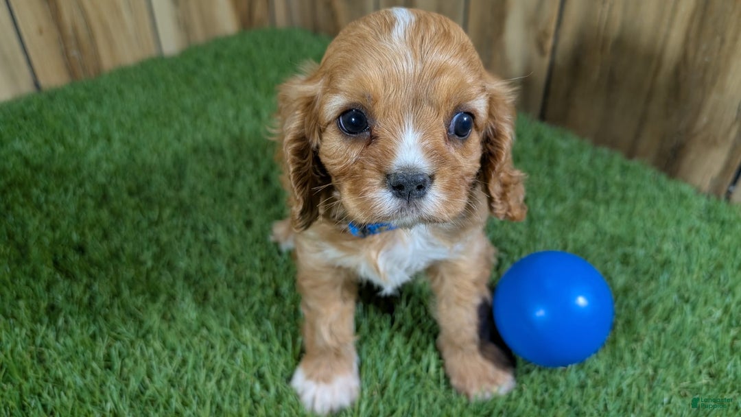 Cavalier King Charles Spaniel dogs for sale: Bridgette Boy 1 - Image 8
