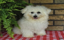 Havapoo dogs for sale: Thomas - Image 4