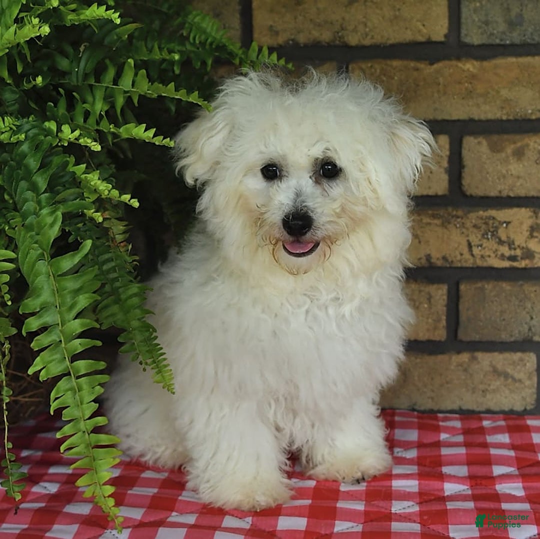Havapoo dogs for sale: Thomas - Image 4