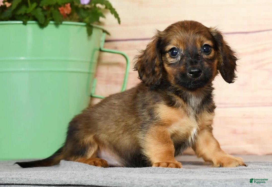 Miniature Dachshund dogs for sale: Dixie - Image 4