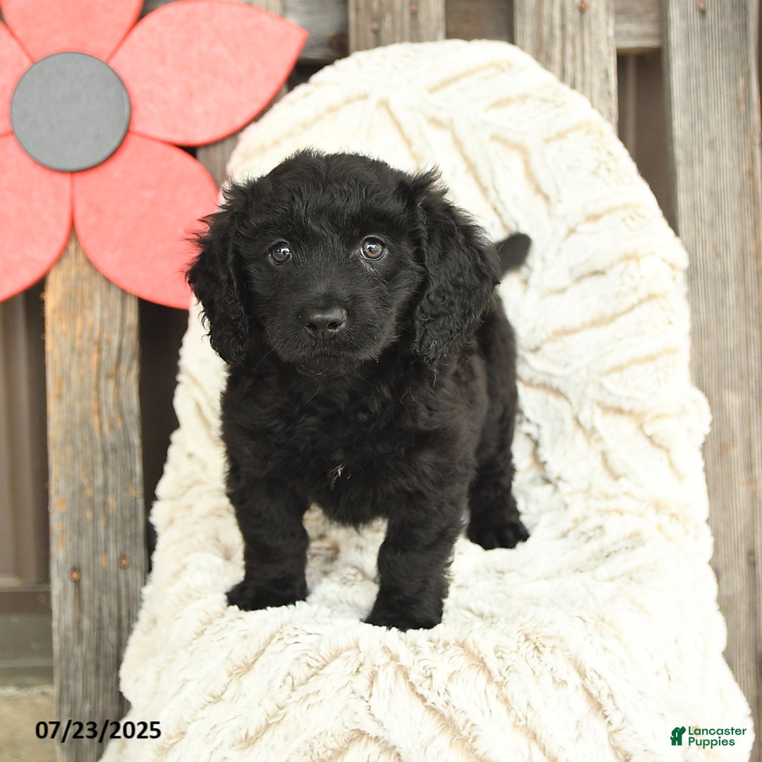 Mini Goldendoodle dogs for sale: Micky - Image 5