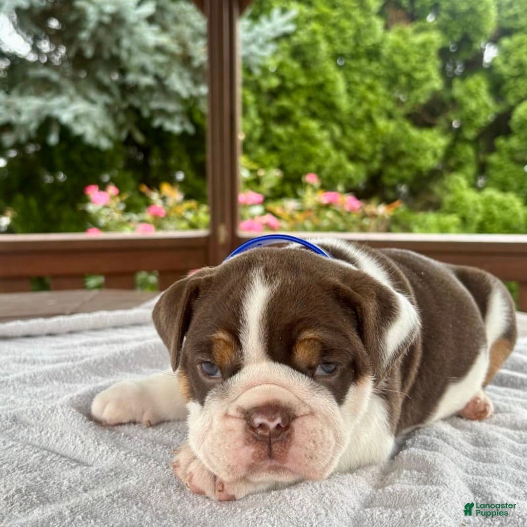 English Bulldog dogs for sale: Gisele - Image 5