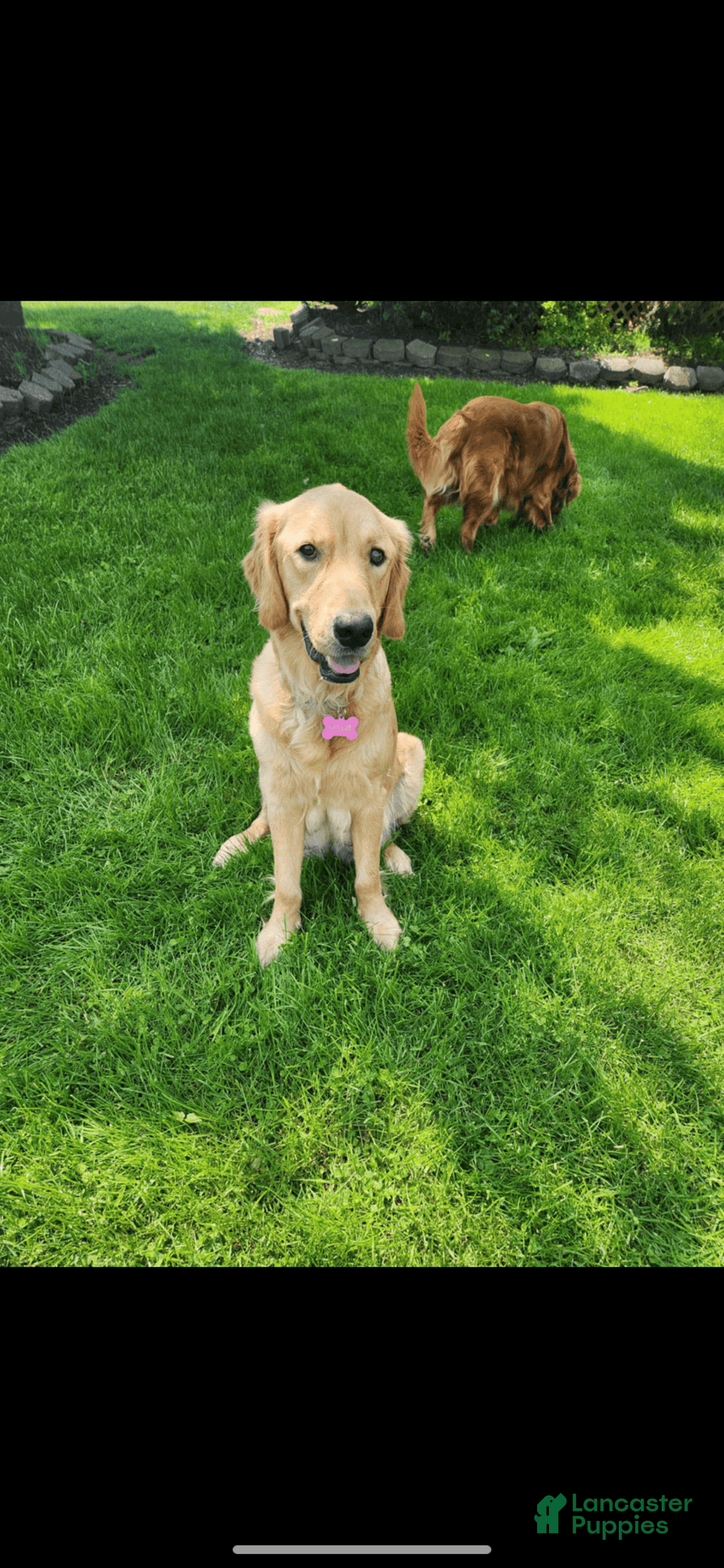 Golden Retriever dogs for sale: Miss Mint - Image 5