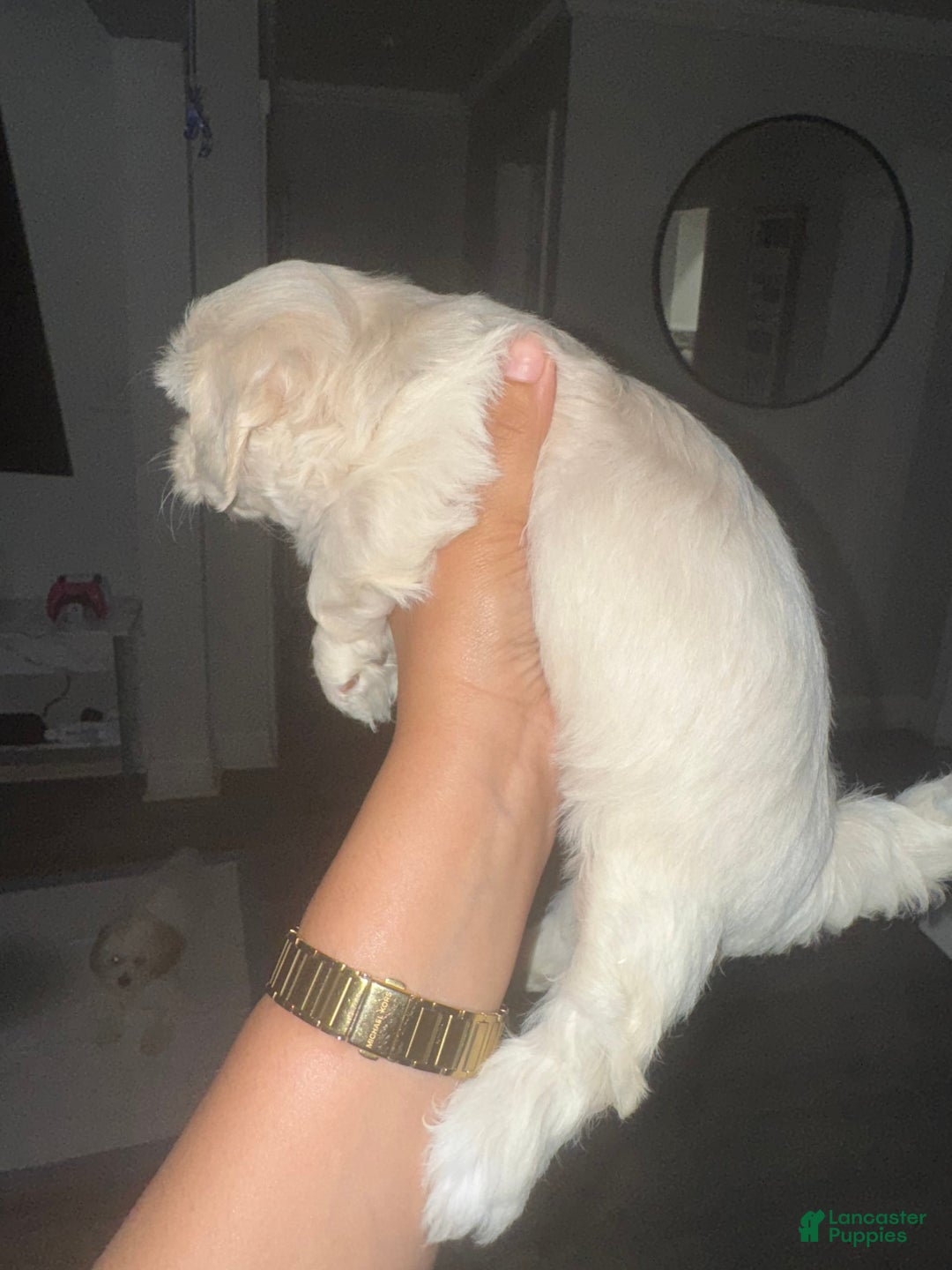 Shihpoo dogs for sale: Rover - Image 8