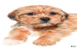 Shorkie dogs for sale: Wonder - Image 5
