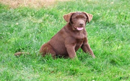 Labrador Retriever dogs for sale: Neveah - Image 3