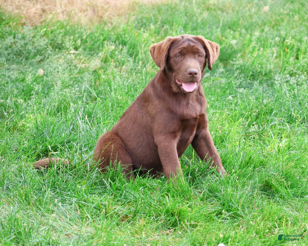 Labrador Retriever dogs for sale: Neveah - Image 3