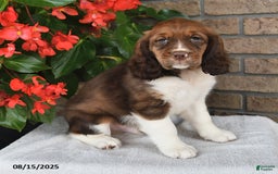 English Springer Spaniel dogs for sale: Colton - Image 2