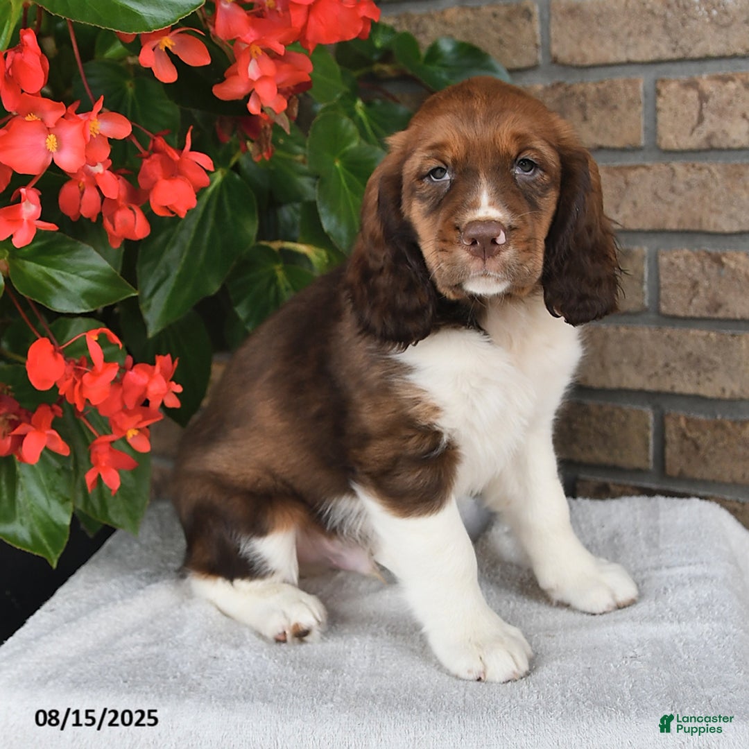 English Springer Spaniel dogs for sale: Colton - Image 2