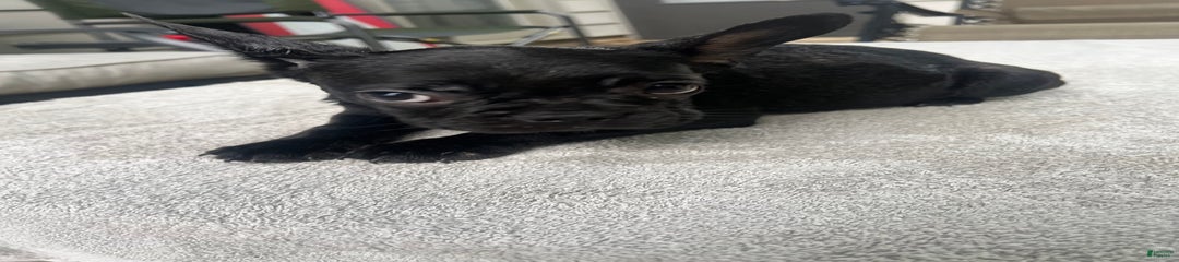 Puppy 1
