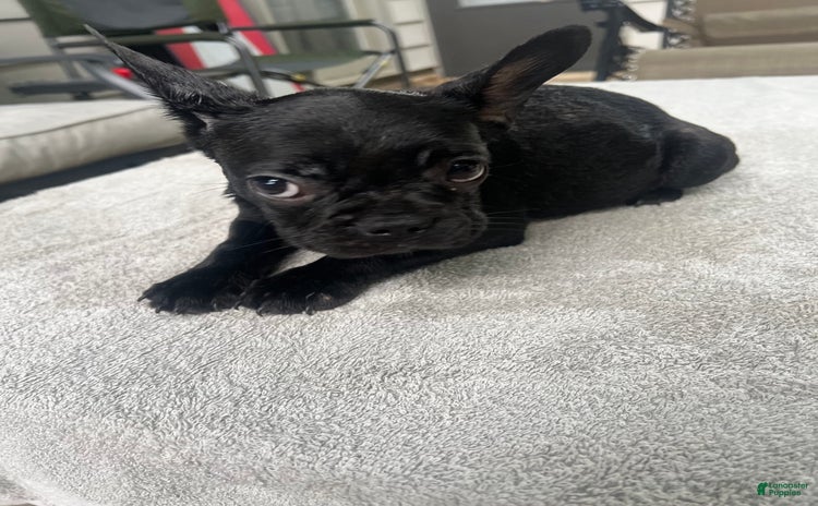 French Bulldog dogs for sale - Ad 3