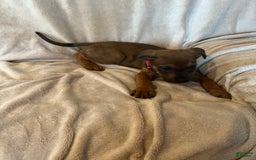 German Shepherd dogs for sale: Brownie - Image 2