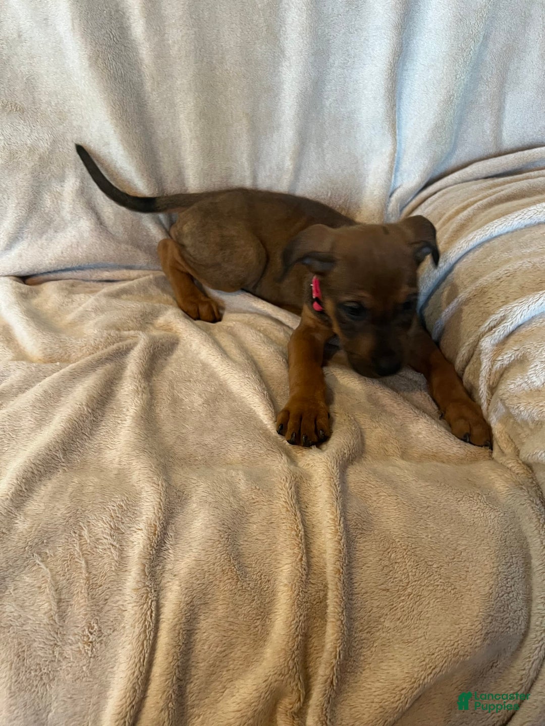 German Shepherd dogs for sale: Brownie - Image 2