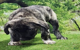 Anatolian Shepherd dogs for sale: AKC Dusty 2025 Male 1 - Image 3
